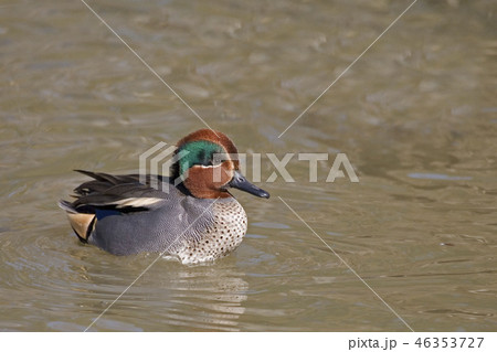 A Male Eurasian Teal, Anas crecca, swimming A Male Eurasian Teal, Anas crecca, swimming 46353727