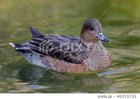 Female Eurasian Wigeon, Anas penelope,on the water 46353733