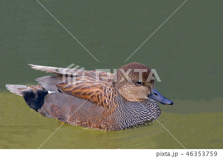 A Male Gadwall, Anas strepera, swimming 46353759