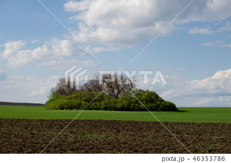Green wheat field with an island green trees 46353786