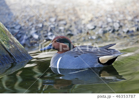 Swimming male Green-winged Teal, Anas carolinensis 46353787