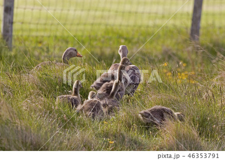 Pair of Greylag Goose, Anser anser, with young 46353791