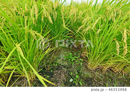 街風景　中山道　愛知川宿 46353998