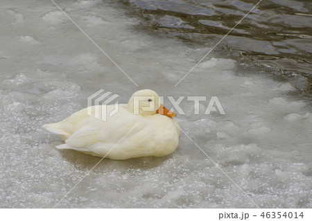 A beautiful white duck walk on ice covered lake A beautiful white duck walk on ice covered lake 46354014