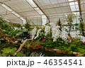 white orchid in tropical garden in glasshouse 46354541