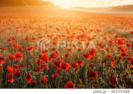 Field of poppies on a sunset 46355488