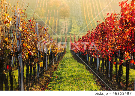 ineyards in the fall, red, yellow, South Moravia 46355497