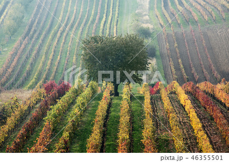 Vineyards in the fall with tree,  South Moravia 46355501
