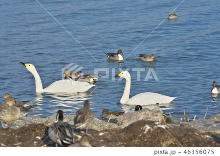 びわ湖のコハクチョウ びわ湖のコハクチョウ 46356075