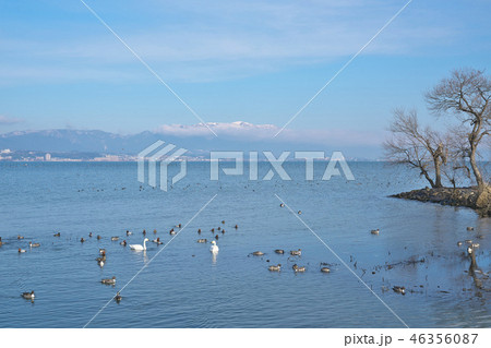 びわ湖のコハクチョウ びわ湖のコハクチョウ 46356087