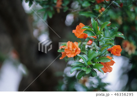 ザクロの花 ザクロの花 46356295