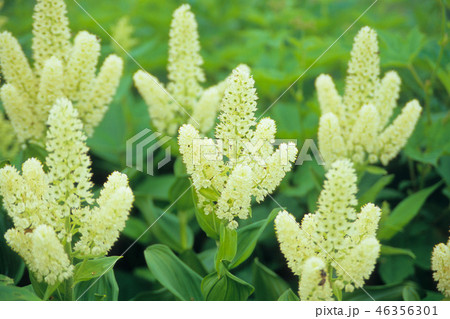 コバイケイソウの花たち 46356301