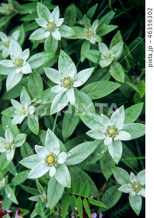 ウスユキソウの花たち ウスユキソウの花たち 46356302