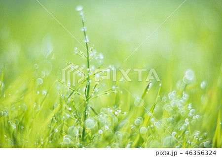 光の中のスギナ 光の中のスギナ 46356324