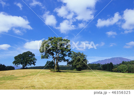 牧場の木々たち 46356325
