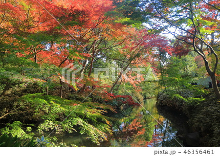 紅葉の六義園 46356461