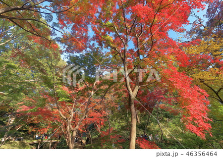 紅葉の六義園 46356464