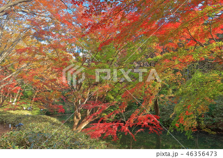 紅葉の六義園 紅葉の六義園 46356473