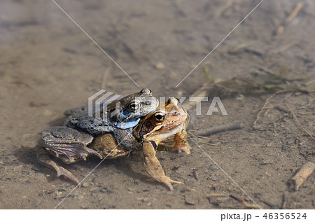 Two toads mate in a puddle 46356524