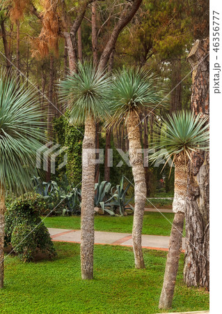 Small palm trees on a green lawn lit by bright sunshine Small palm trees on a green lawn lit by bright sunshine 46356777