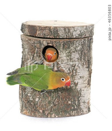 bird nest box and lovebird 46356803
