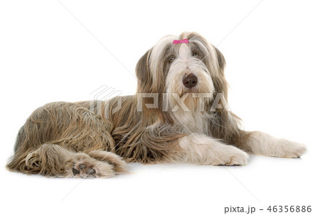 female bearded collie 46356886