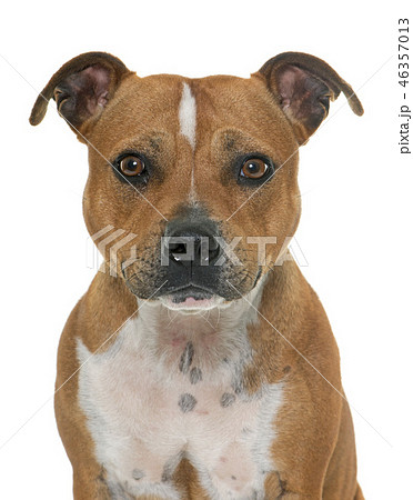 stafforshire bull terrier stafforshire bull terrier 46357013