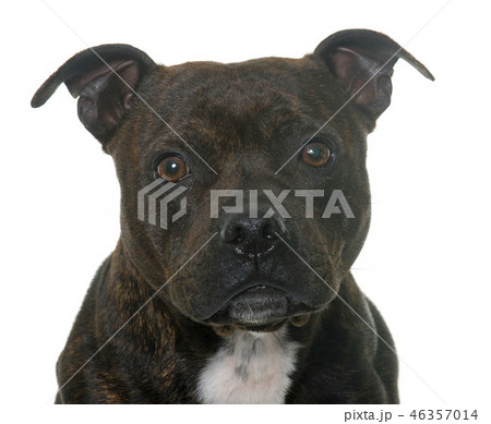 stafforshire bull terrier 46357014