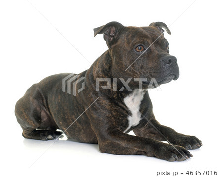 stafforshire bull terrier stafforshire bull terrier 46357016