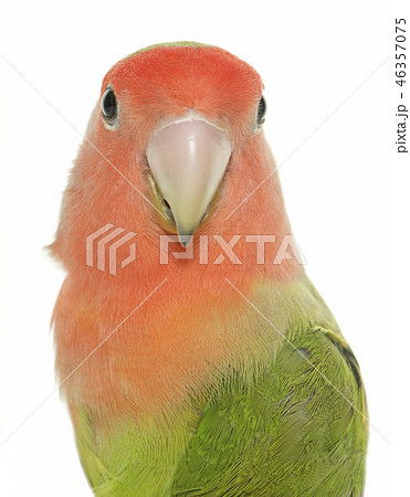 Peach faced Lovebird 46357075
