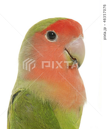 Peach faced Lovebird 46357076