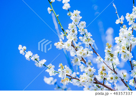 《神奈川県》湯河原梅林　梅の花　白梅 46357337