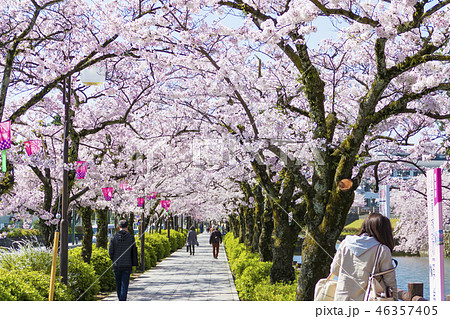 小田原城 染井吉野 小田原城 染井吉野 46357405