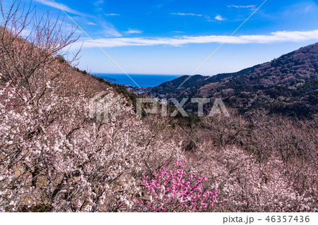 《神奈川県》湯河原梅林・梅の宴 《神奈川県》湯河原梅林・梅の宴 46357436