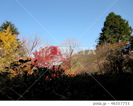 秋の藺牟田公園(藺牟田池) 秋の藺牟田公園(藺牟田池) 46357753