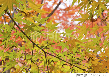 京都　東福寺の紅葉 46357859
