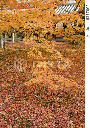 京都 東福寺の紅葉 京都 東福寺の紅葉 46357862