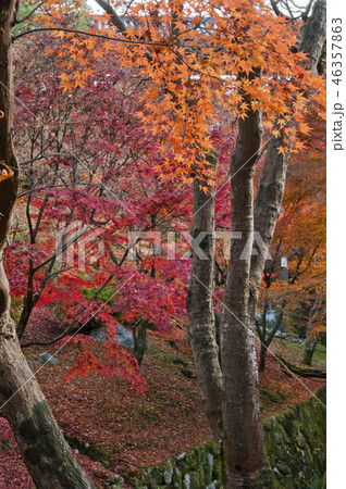 京都　東福寺の紅葉 46357863