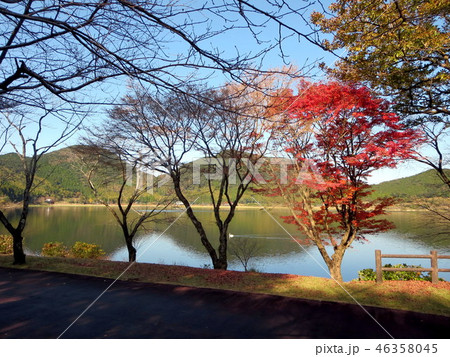 藺牟田池(ラムサ－ル条約指定池） 46358045