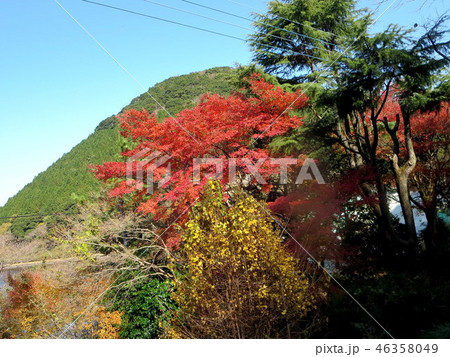 藺牟田池(ラムサ－ル条約指定池） 46358049