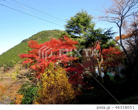 藺牟田池(ラムサ－ル条約指定池） 46358051
