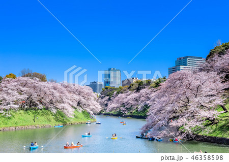 東京　千鳥ヶ淵の桜 46358598