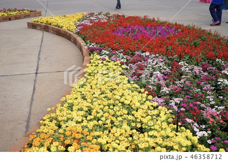 Flowers in the garden Flowers in the garden 46358712