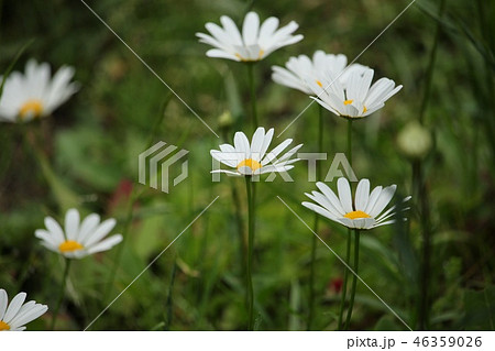 フランス菊 フランス菊 46359026