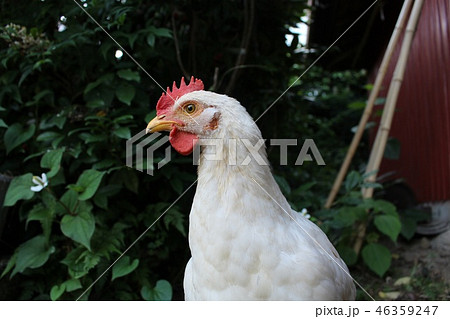 鶏 鶏 46359247