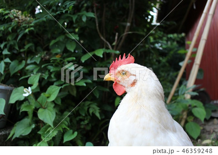 鶏 鶏 46359248