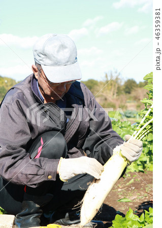 野菜を収穫する男性 46359381