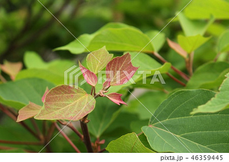 赤芽柏 赤芽柏 46359445