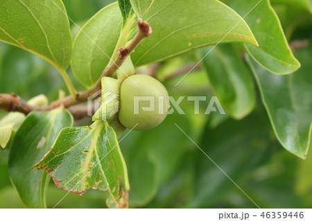 青い柿の実 青い柿の実 46359446