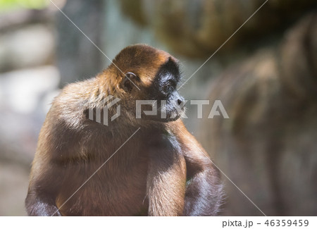 Geoffroy's spider monkey (Ateles geoffroyi). 46359459